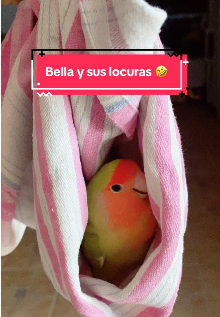 @chip y bella