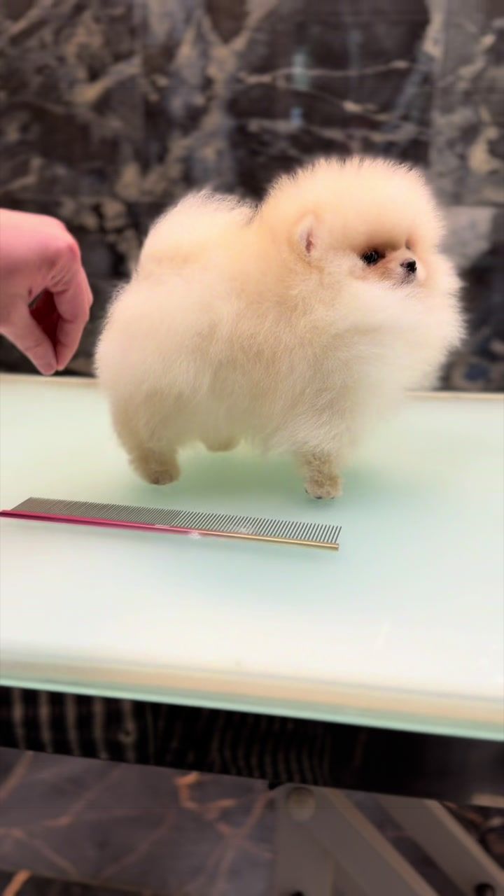 @pom.mydestiny