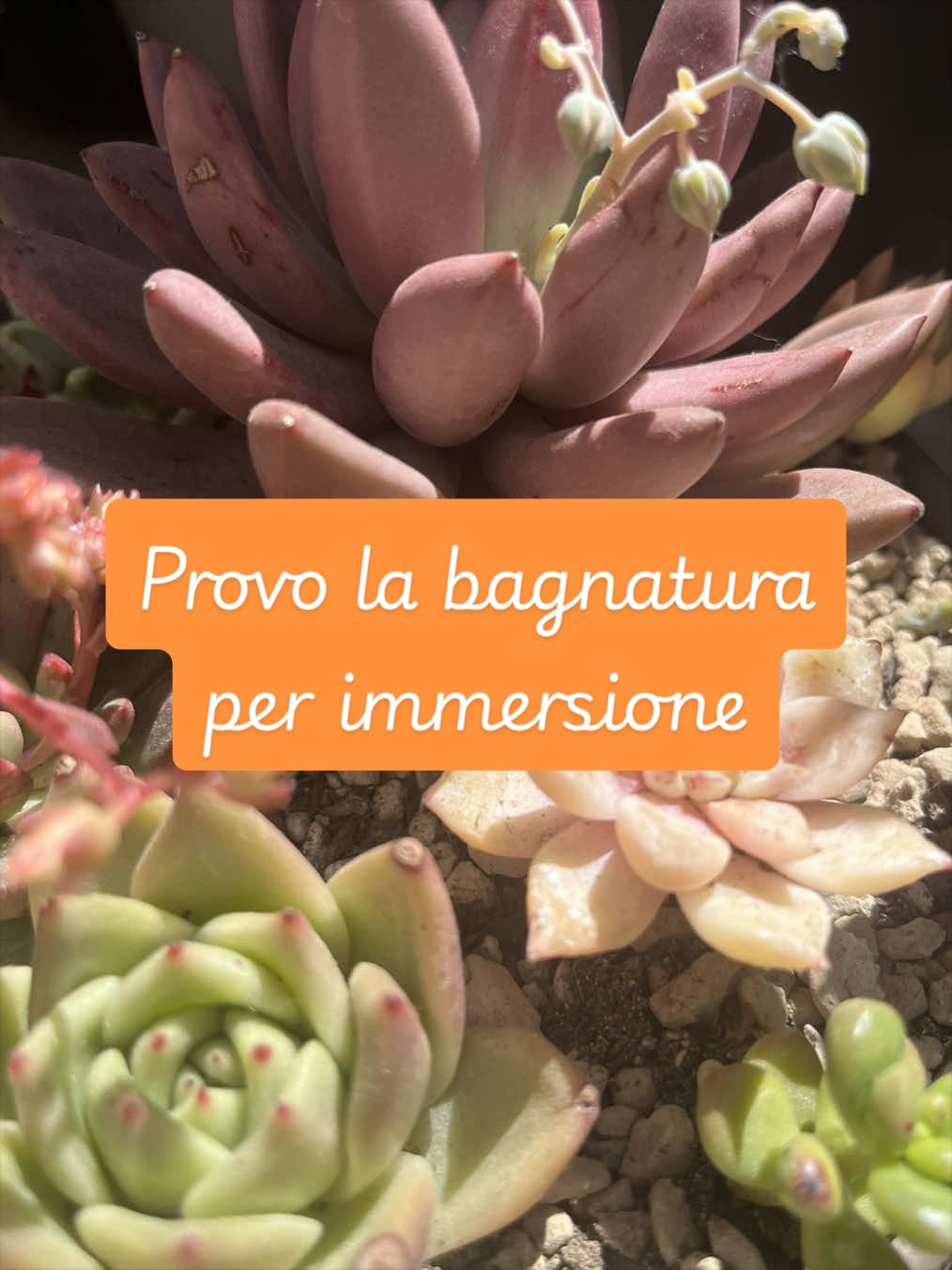 @piccole.spine.felici