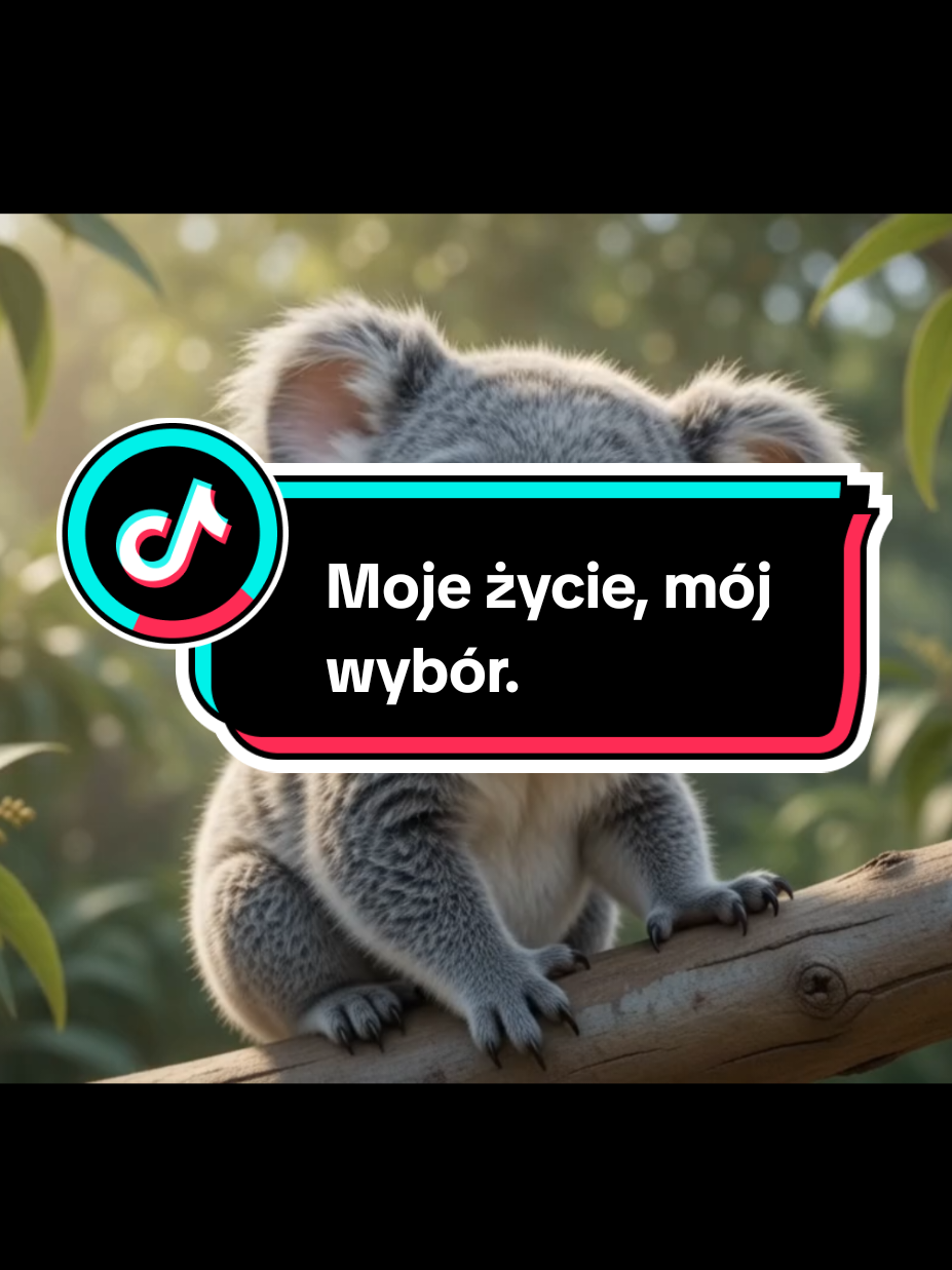 @Wesolutki Koala 🐨 😎