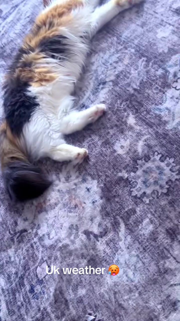 @Saba سبويه🦋🦋🐣🐣