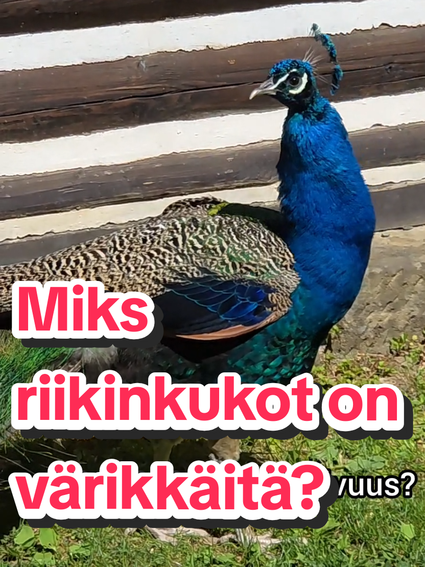 @Vesko