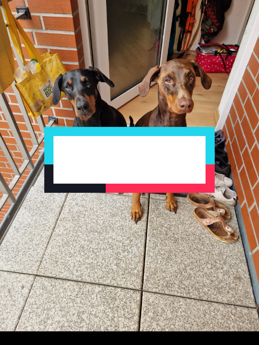 @DOBERMAedcheNHOCH2