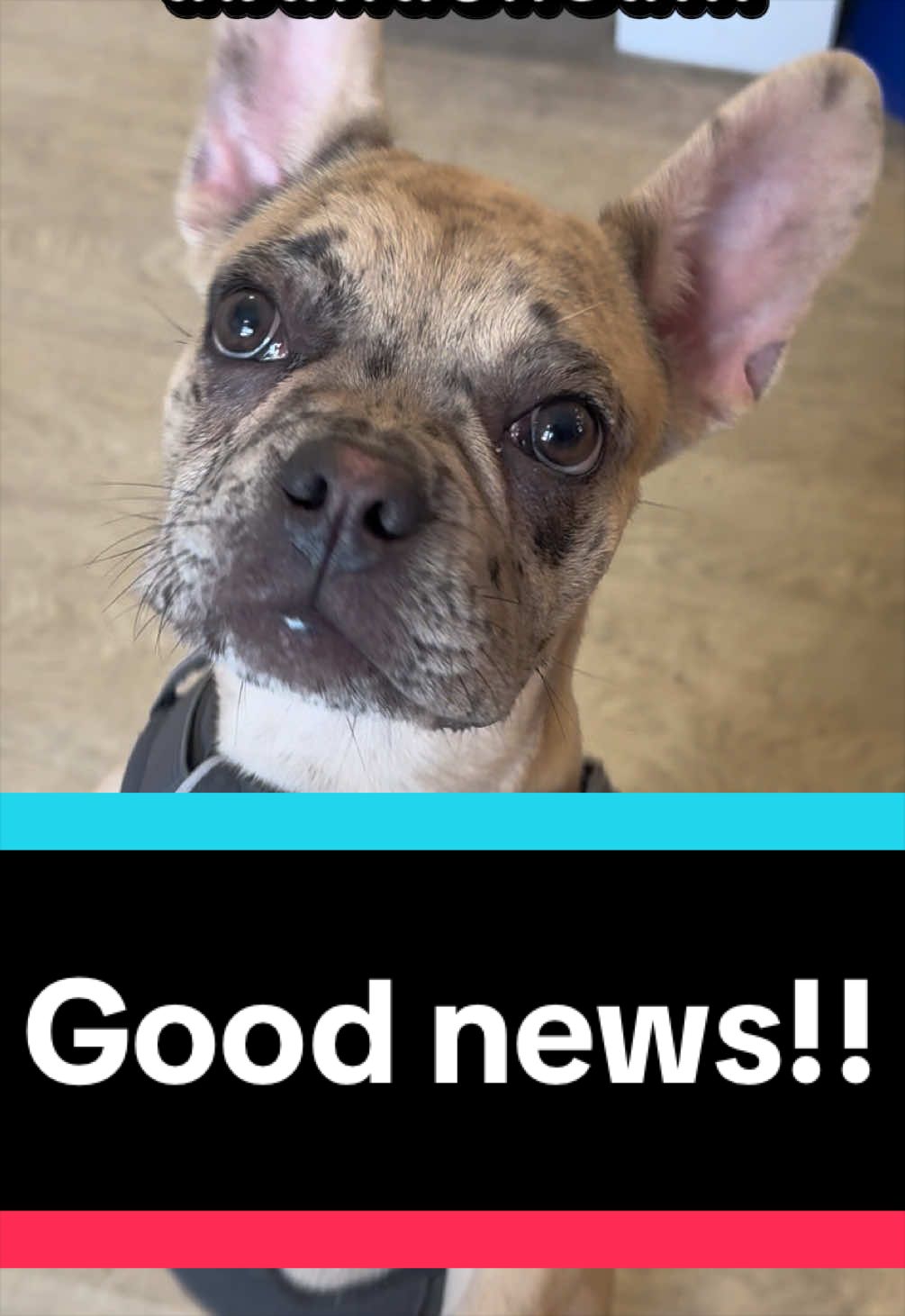 @RSPCA brighton