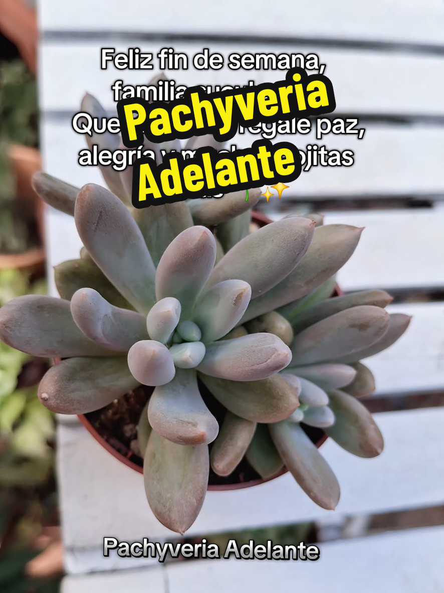 @Succulent_ninja