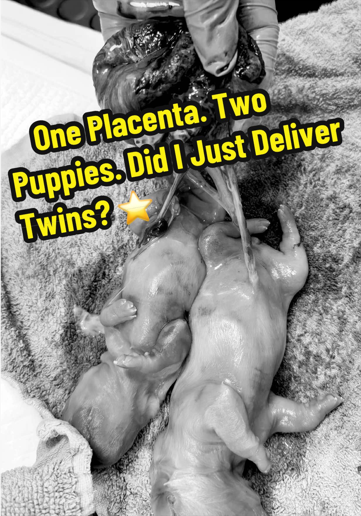 @Tomasthevet