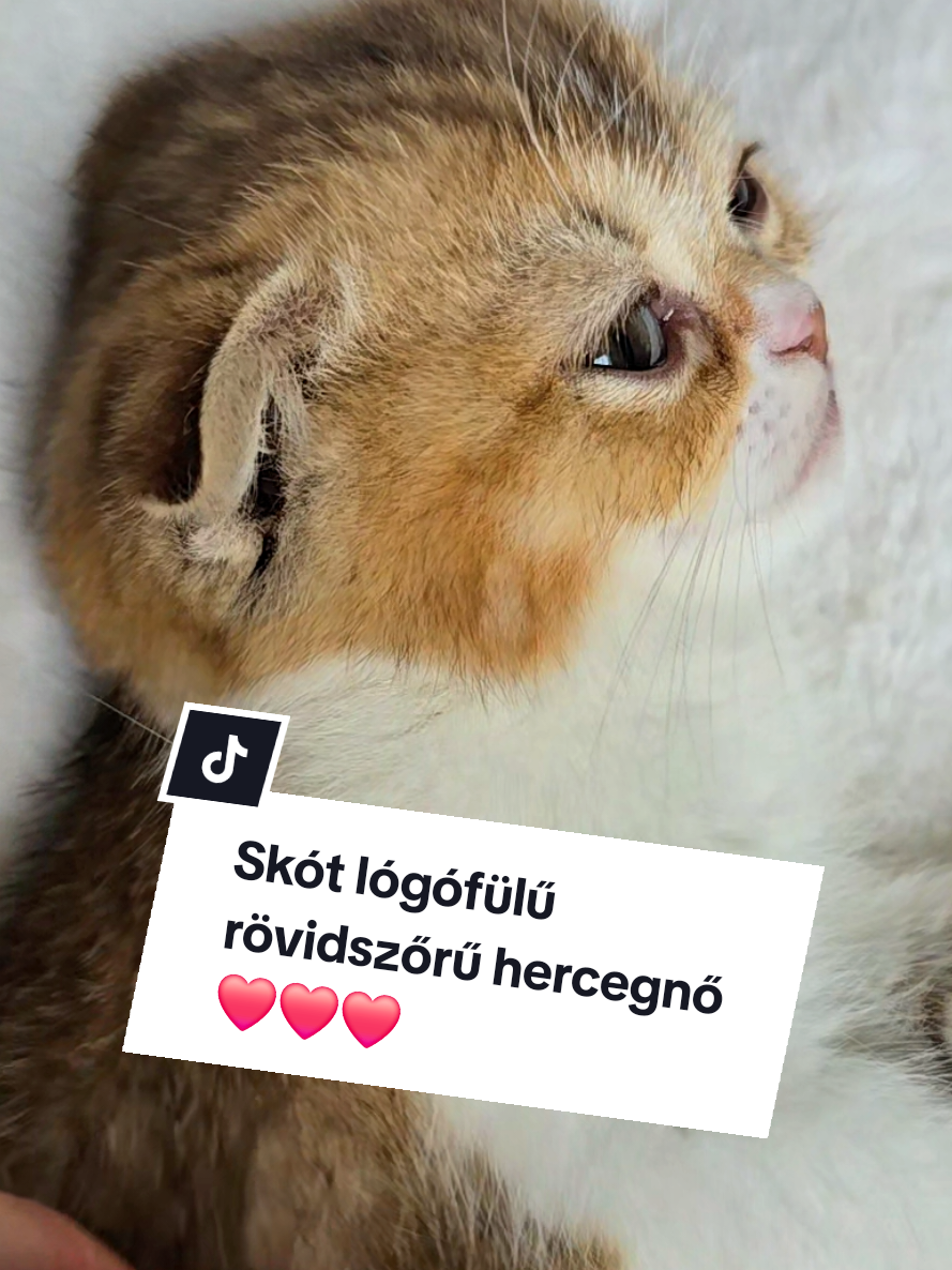 @Blue Sapphire Cats Cattery