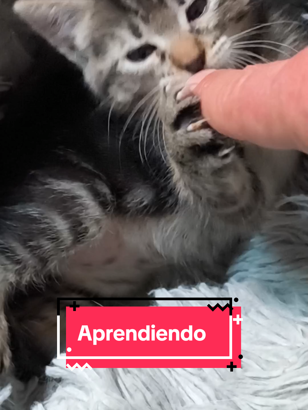 @enGatadas
