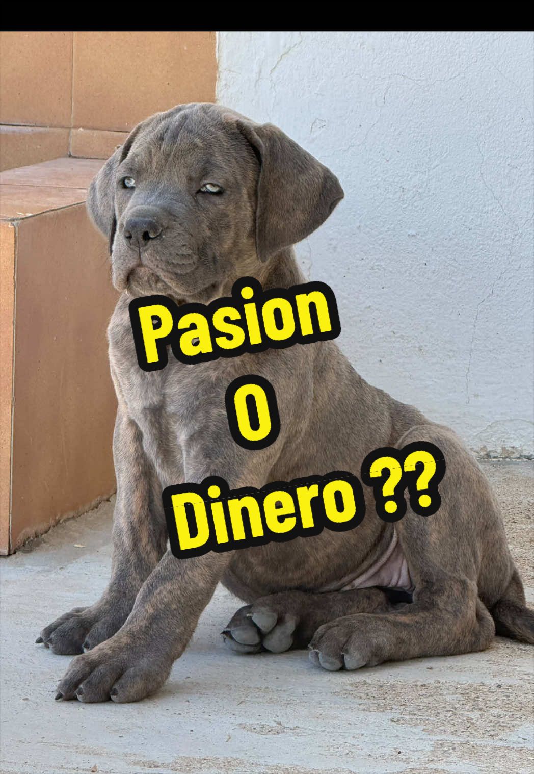@Cane Corso Domus Targaryen
