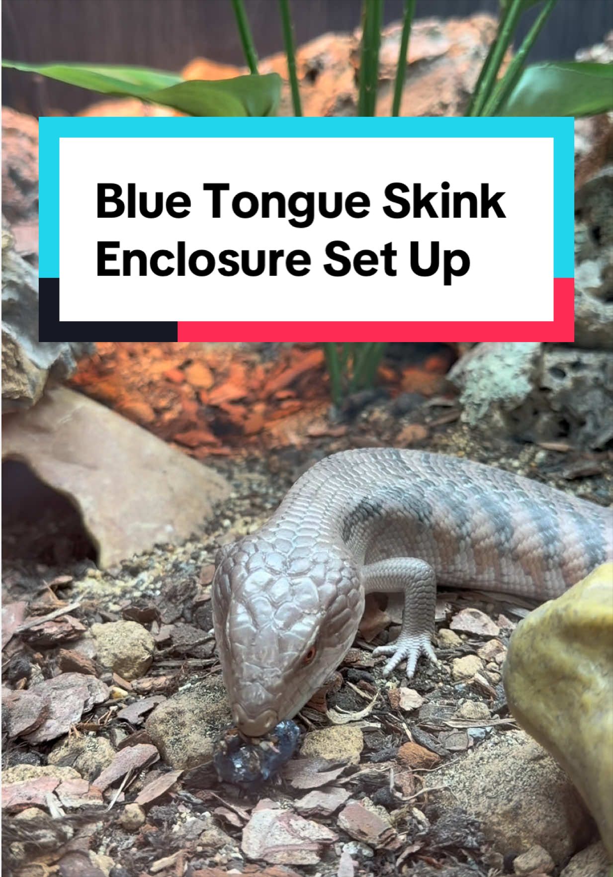 @Reptiles By Post