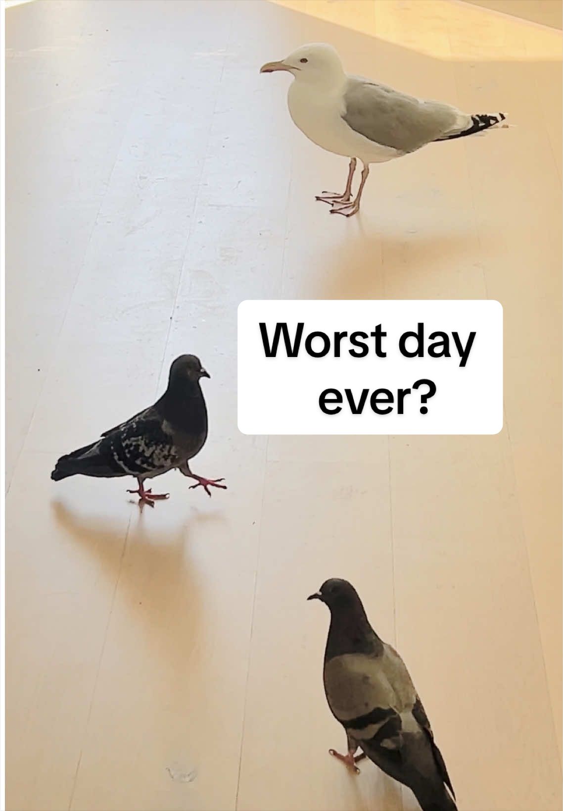 @Winston gull