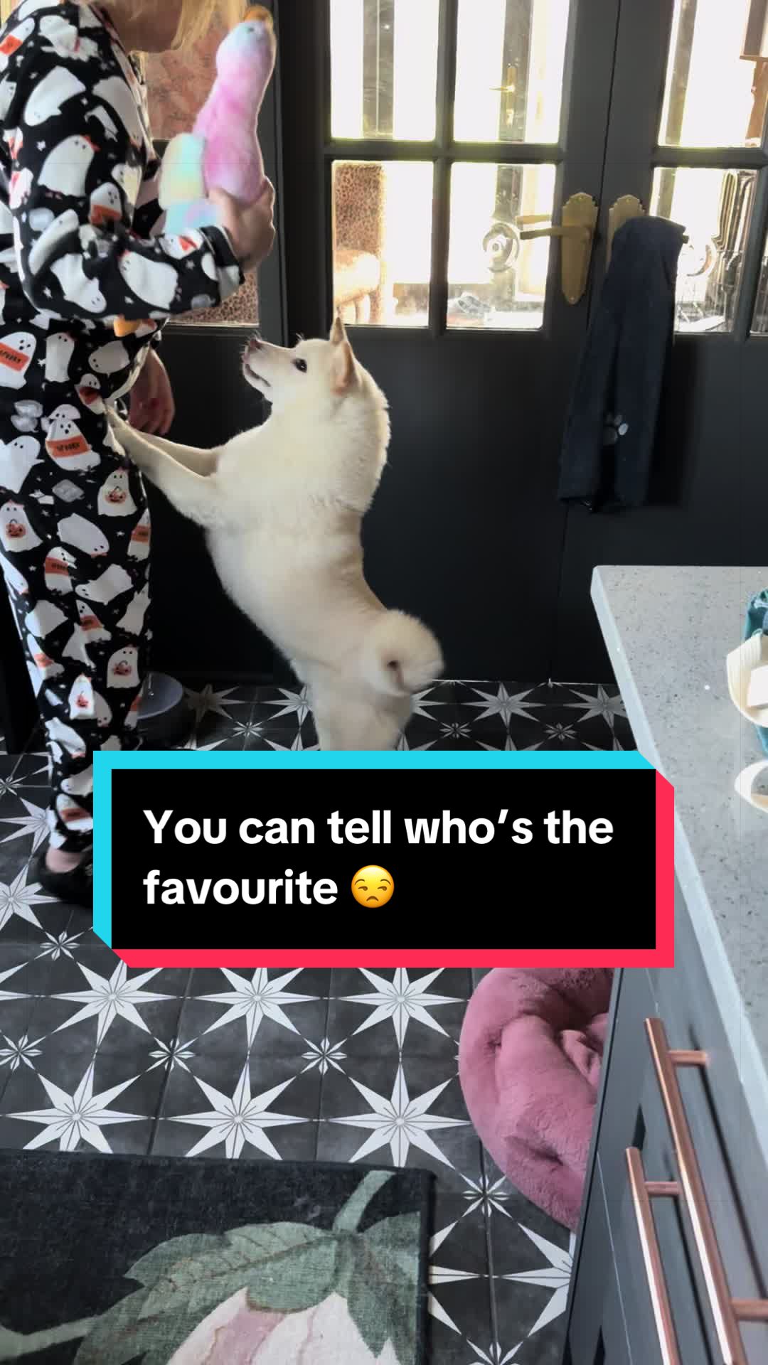 @Life with Shibas