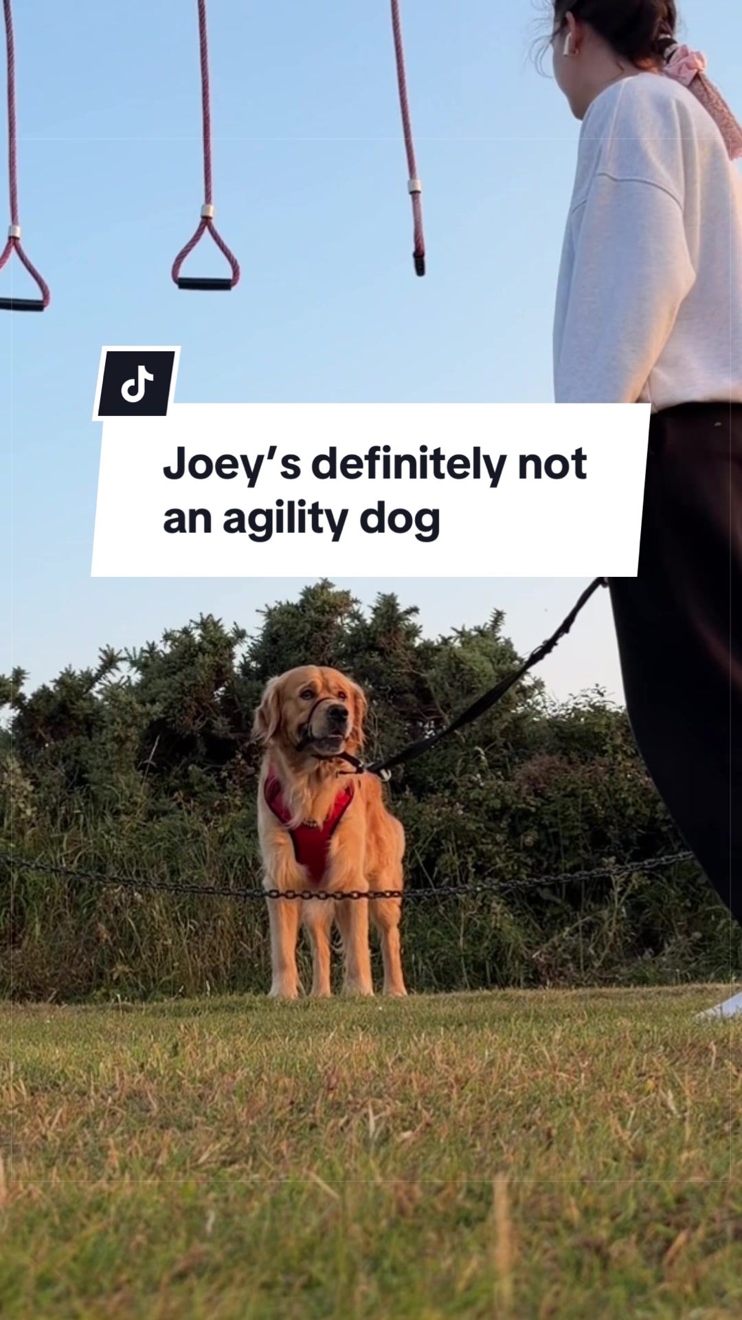 @Joey The Golden