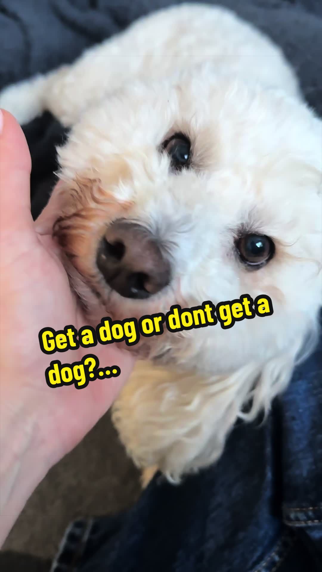 @Sara Professional Dog Trainer