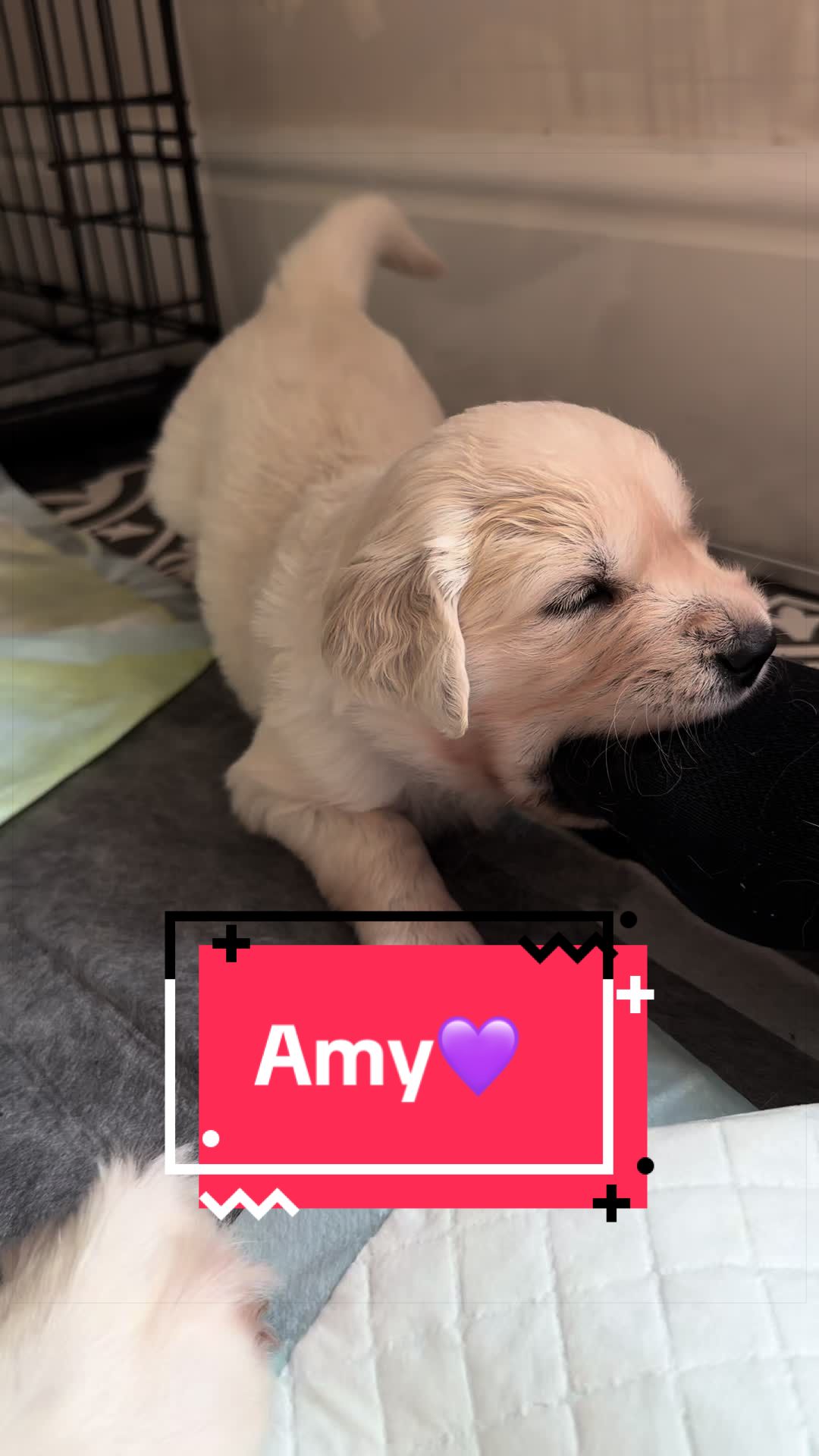@Ateam Goldens