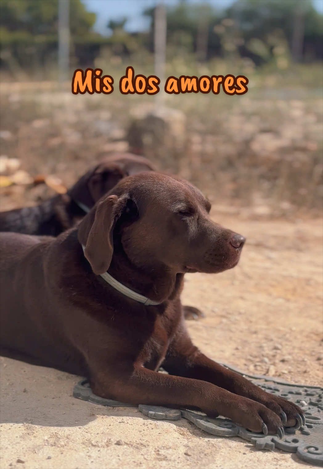 @Dos bombones