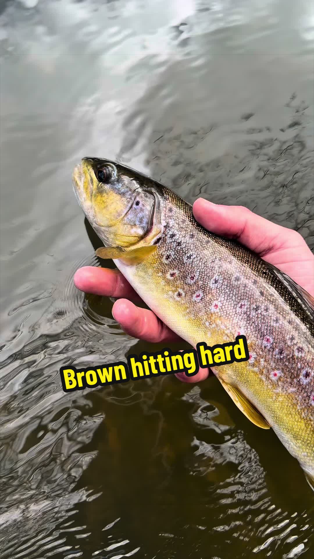 @Seantheprawn.v