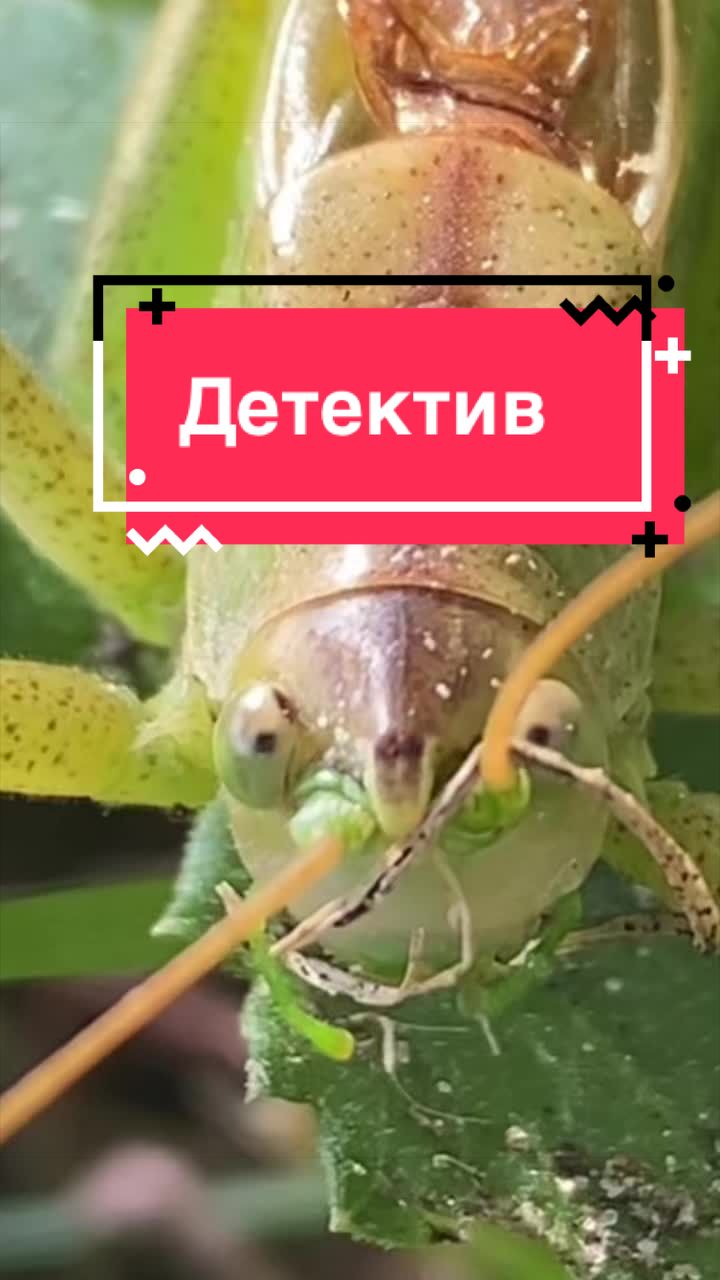 @Алёна_феникс