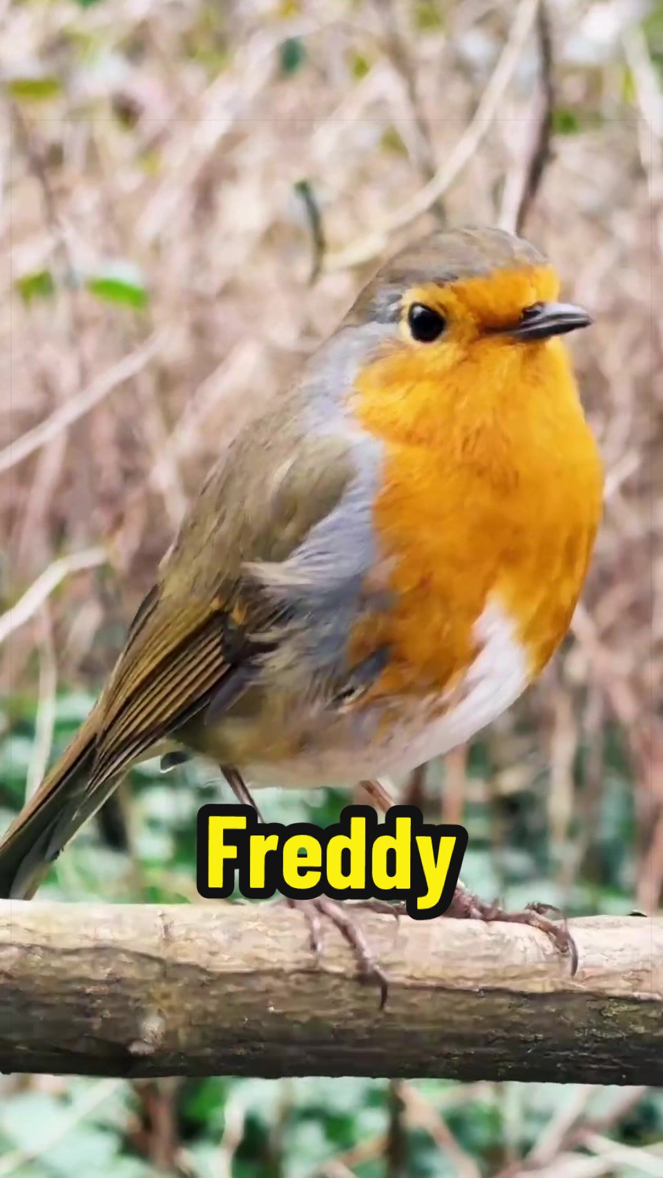 @Wildlife & Nature (Linda)