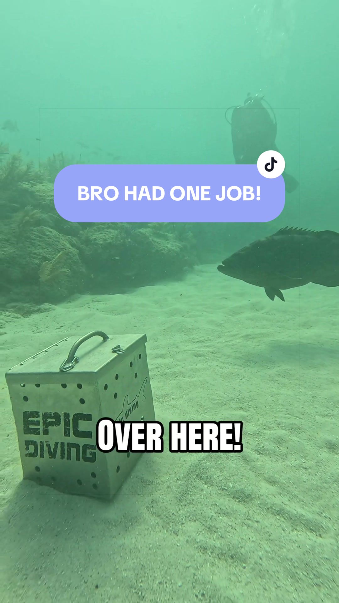 @SCUBA&ensp;DAN&ensp;🦈