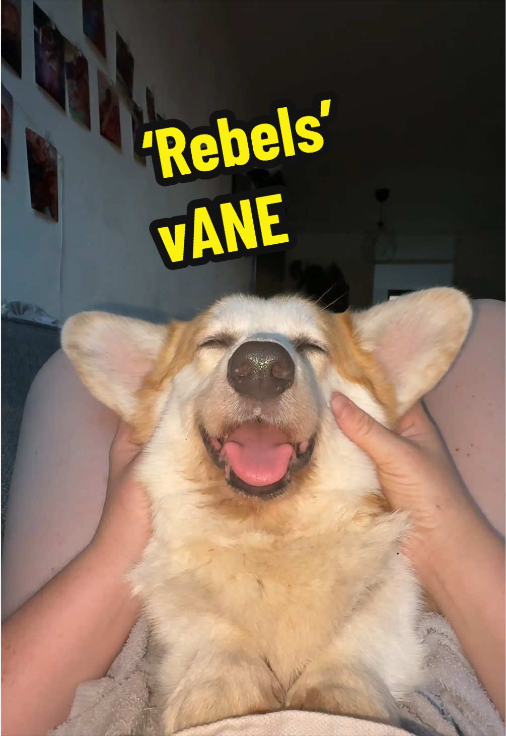 @Kickroll Corgi Charlie ๐ถ๐