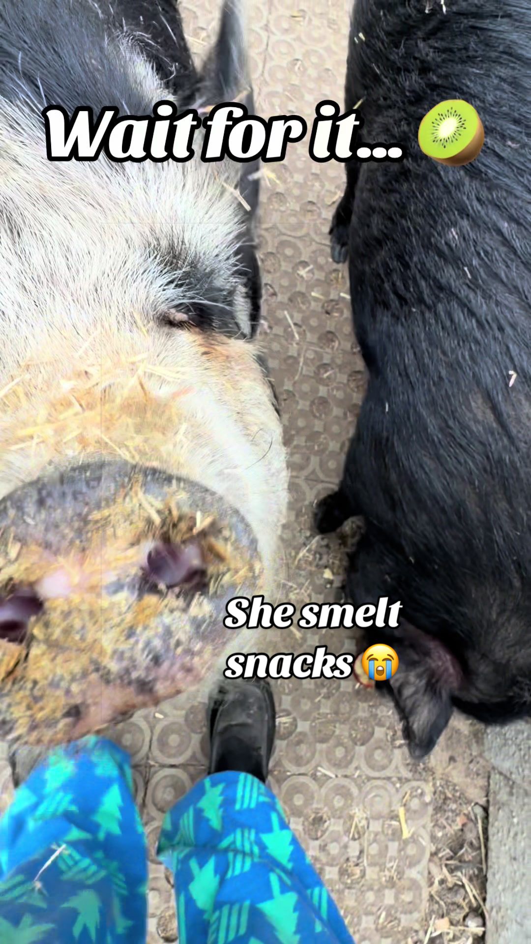 @AhimsaAnimalSanctuaryUK