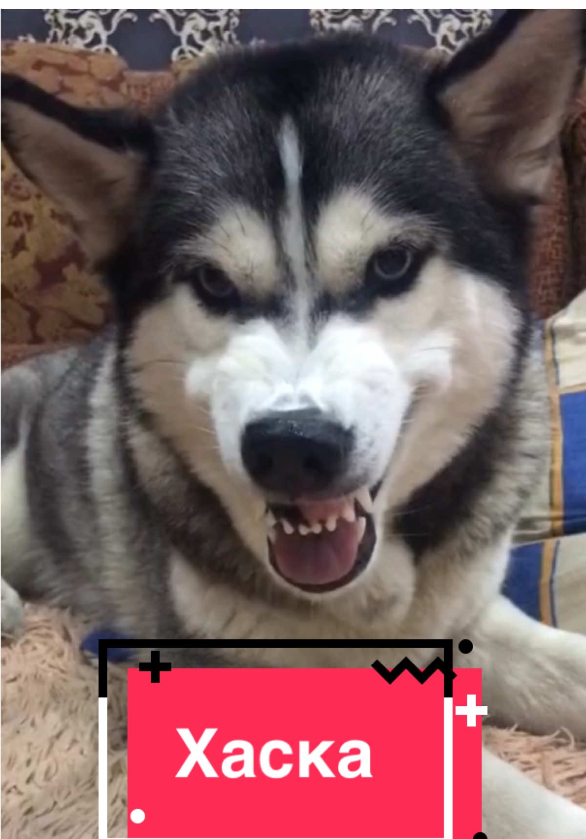 @Пушистики🐶