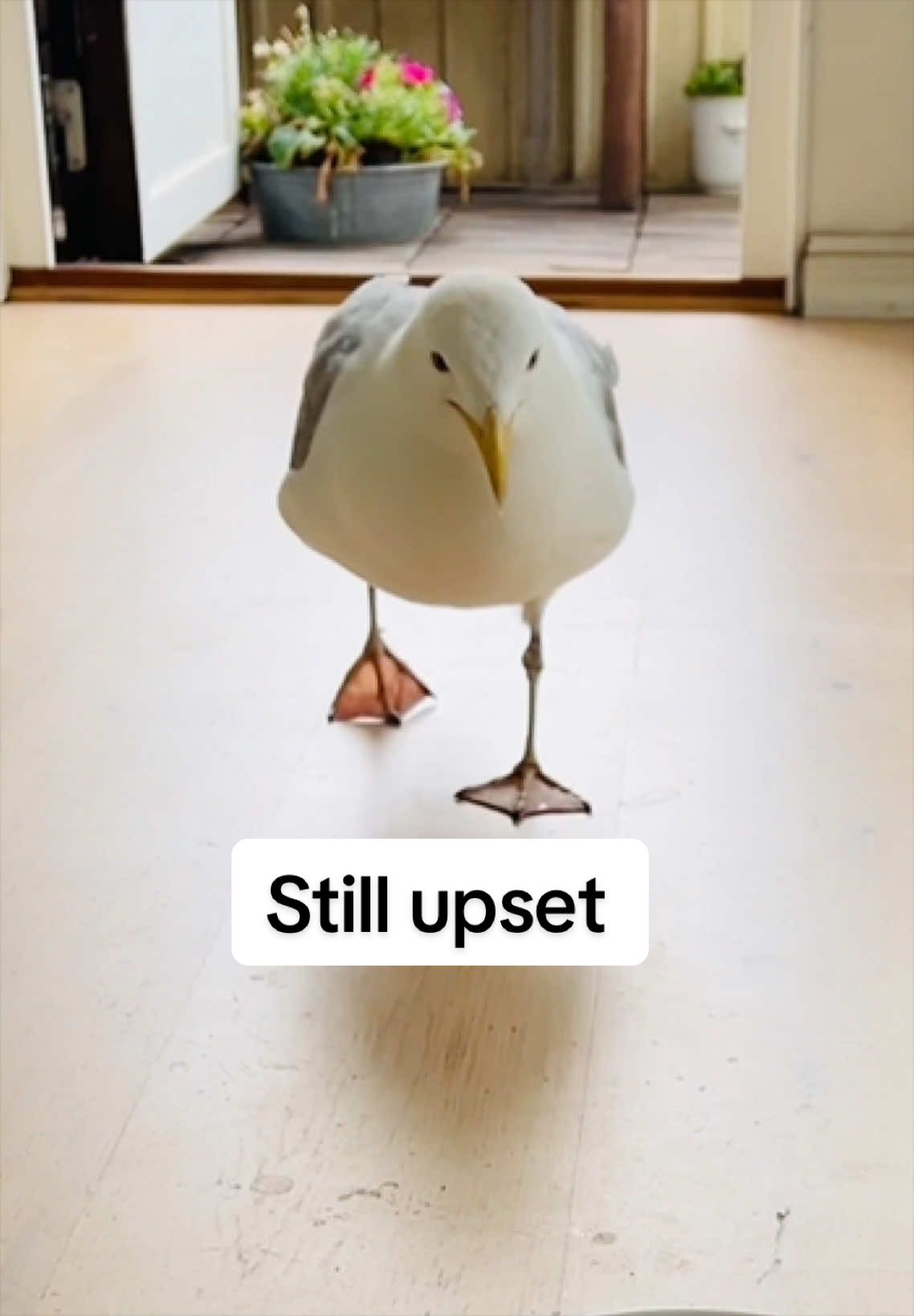 @Winston gull