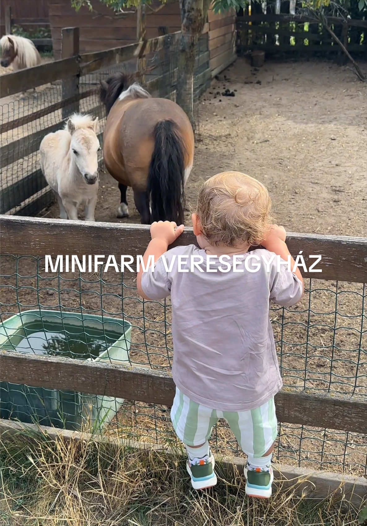 @zengomolnar