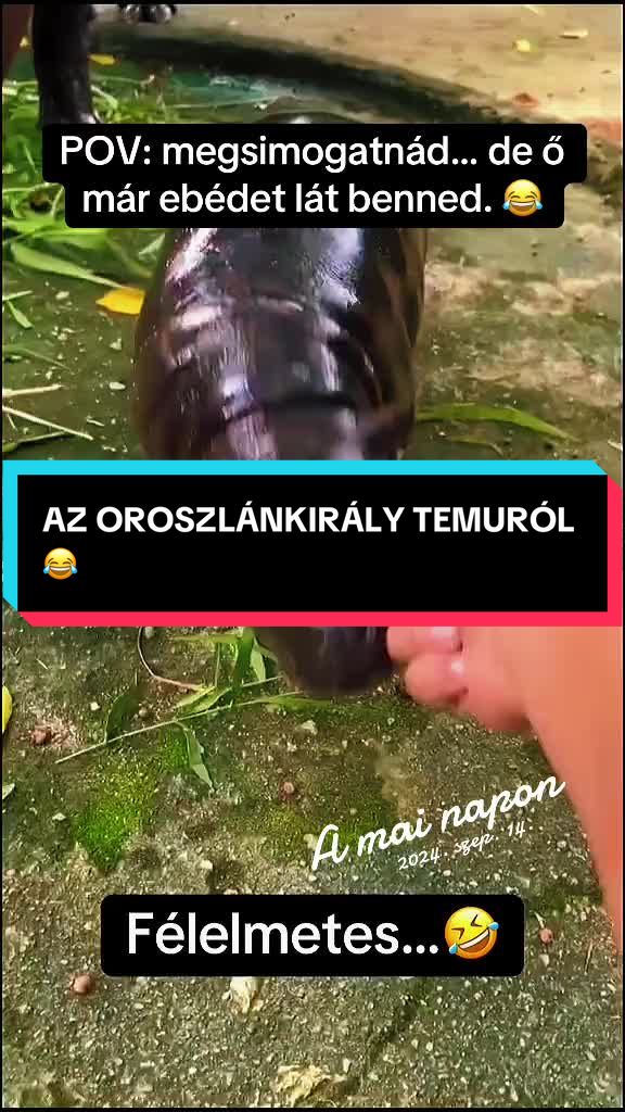 @BLACKMAMBA