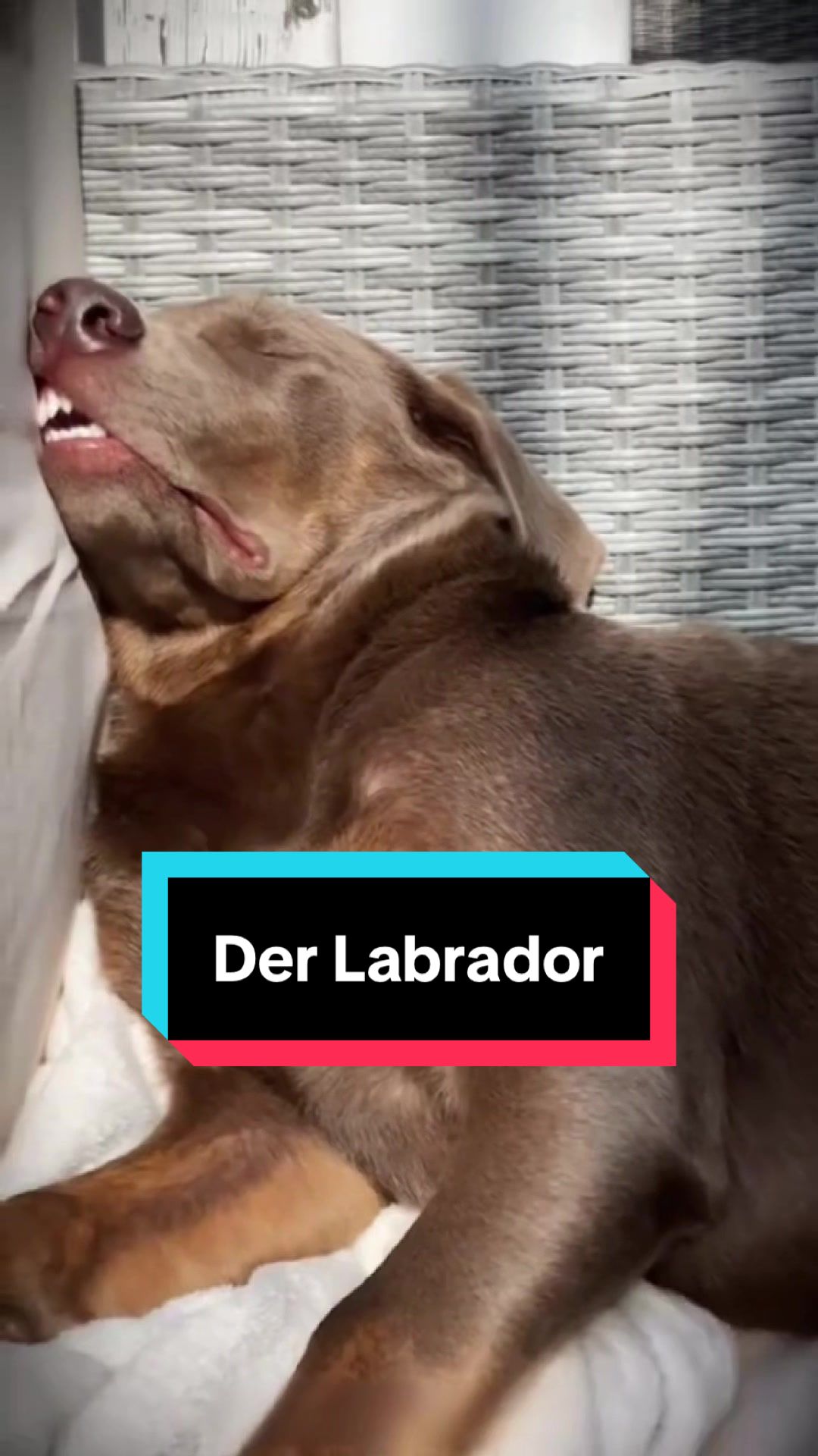@Tiere kennen🐾