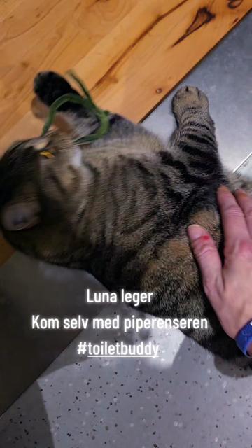 @🚀🇩🇰Casey-Stella🌙🚀