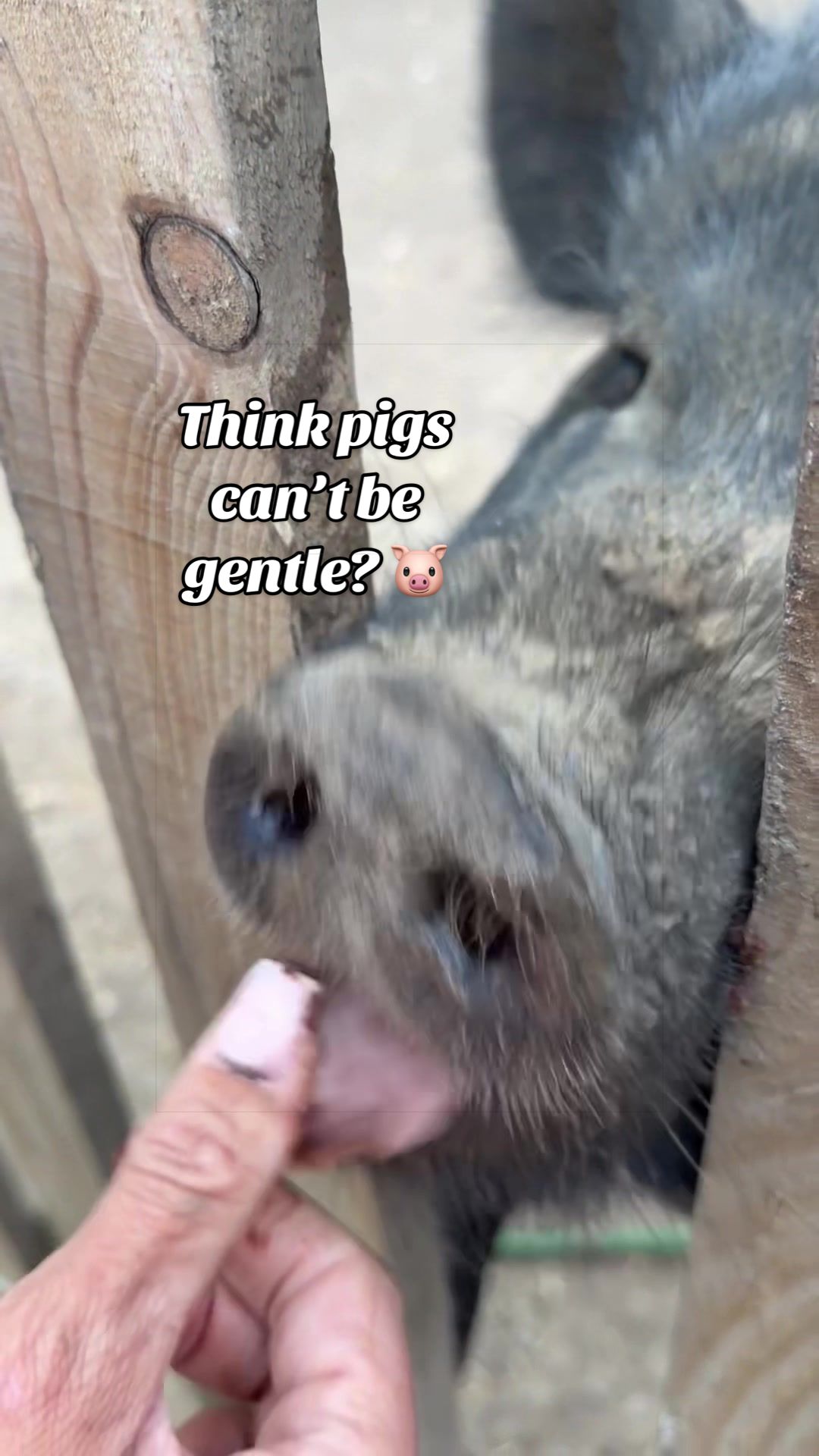 @AhimsaAnimalSanctuaryUK