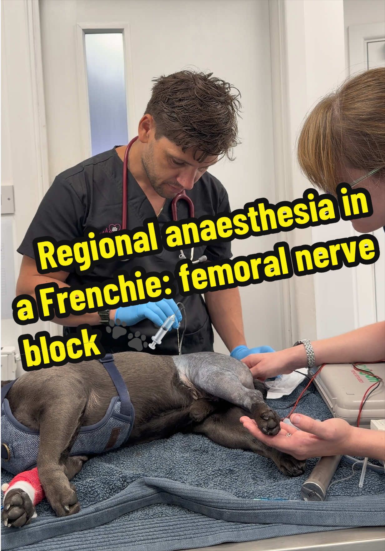 @Tomasthevet