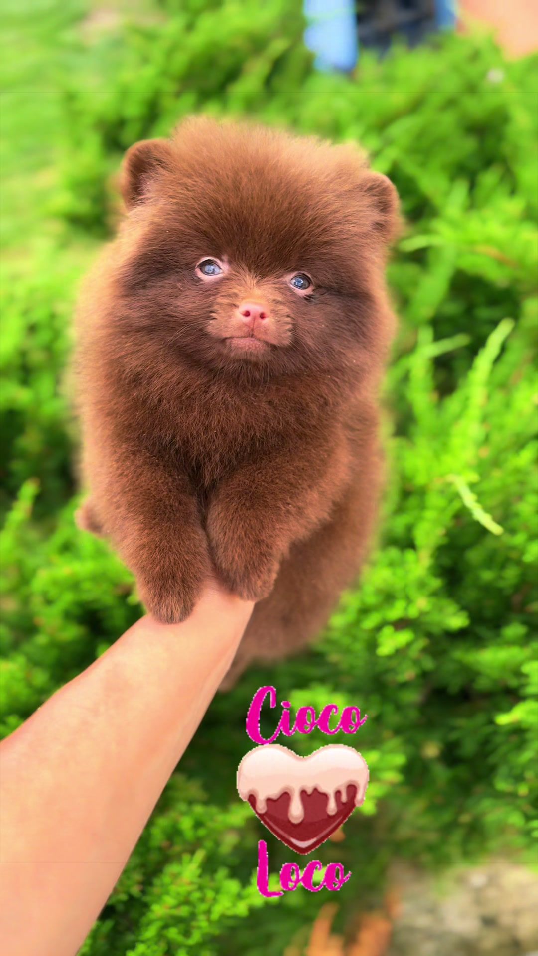 @Pomeranian.Glamour