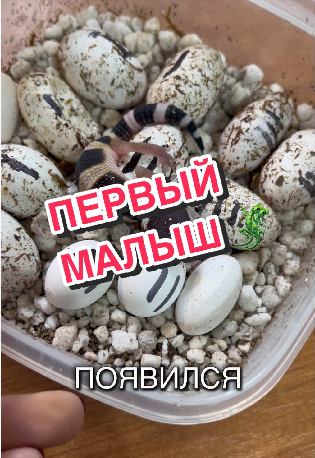 @🦎❤️Геля и питомцы❤️🦎