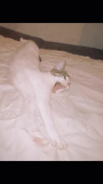 @MicroCat🐈⬛Kaya🐈⬛🩷💎