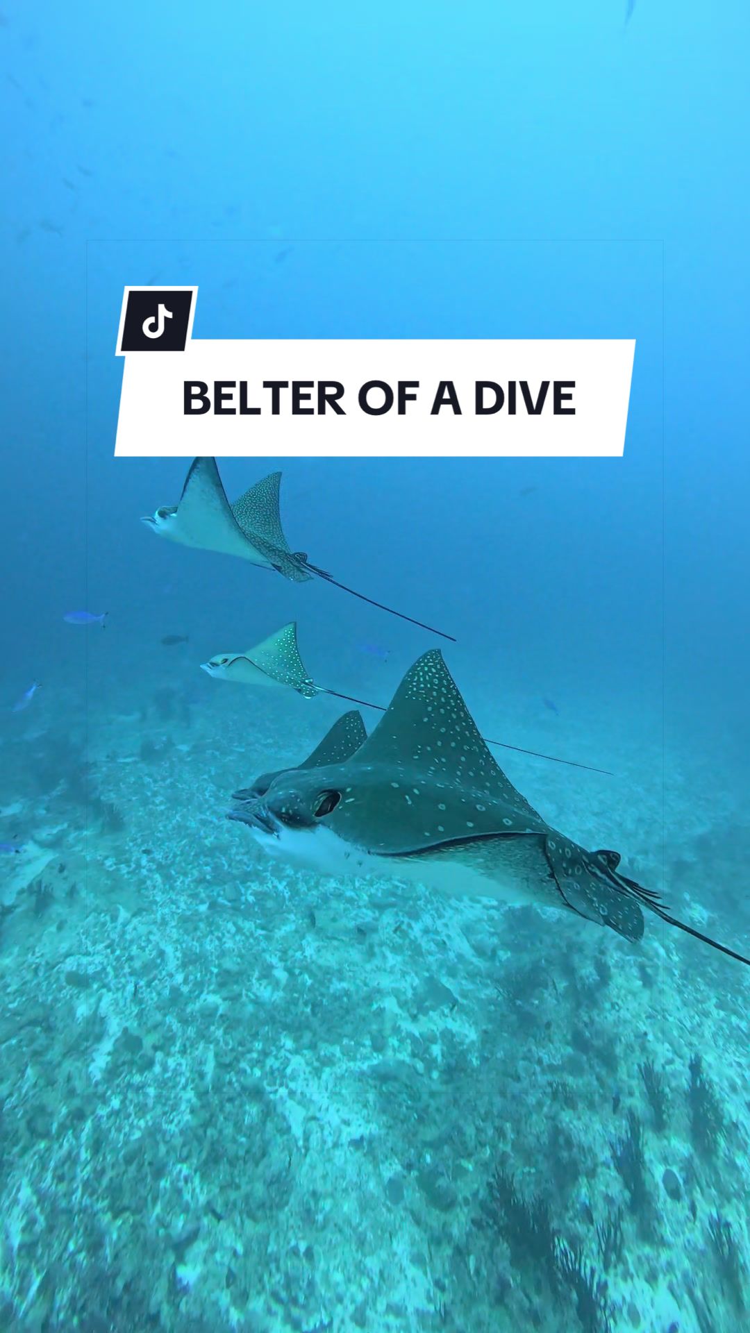 @SCUBA DAN 🦈