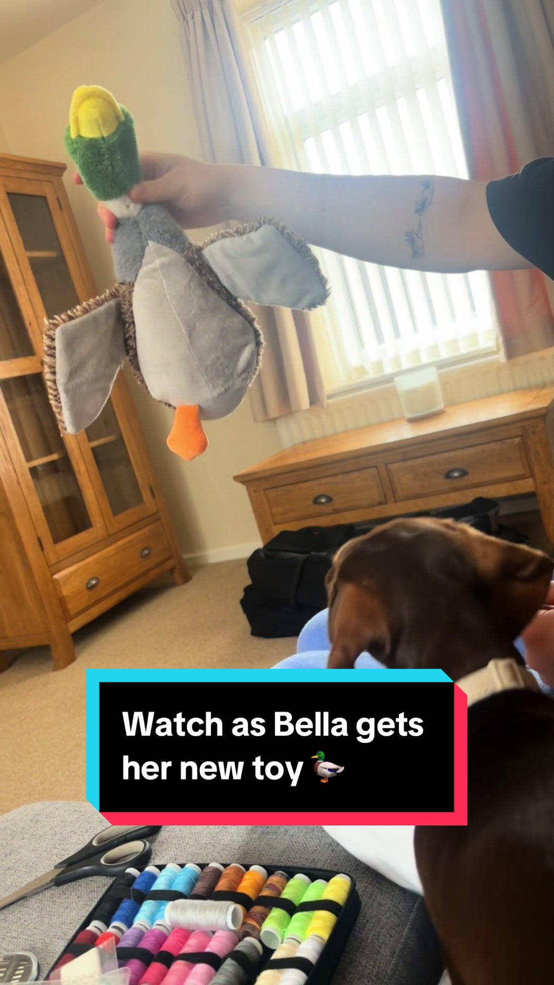 @BellaLongDog