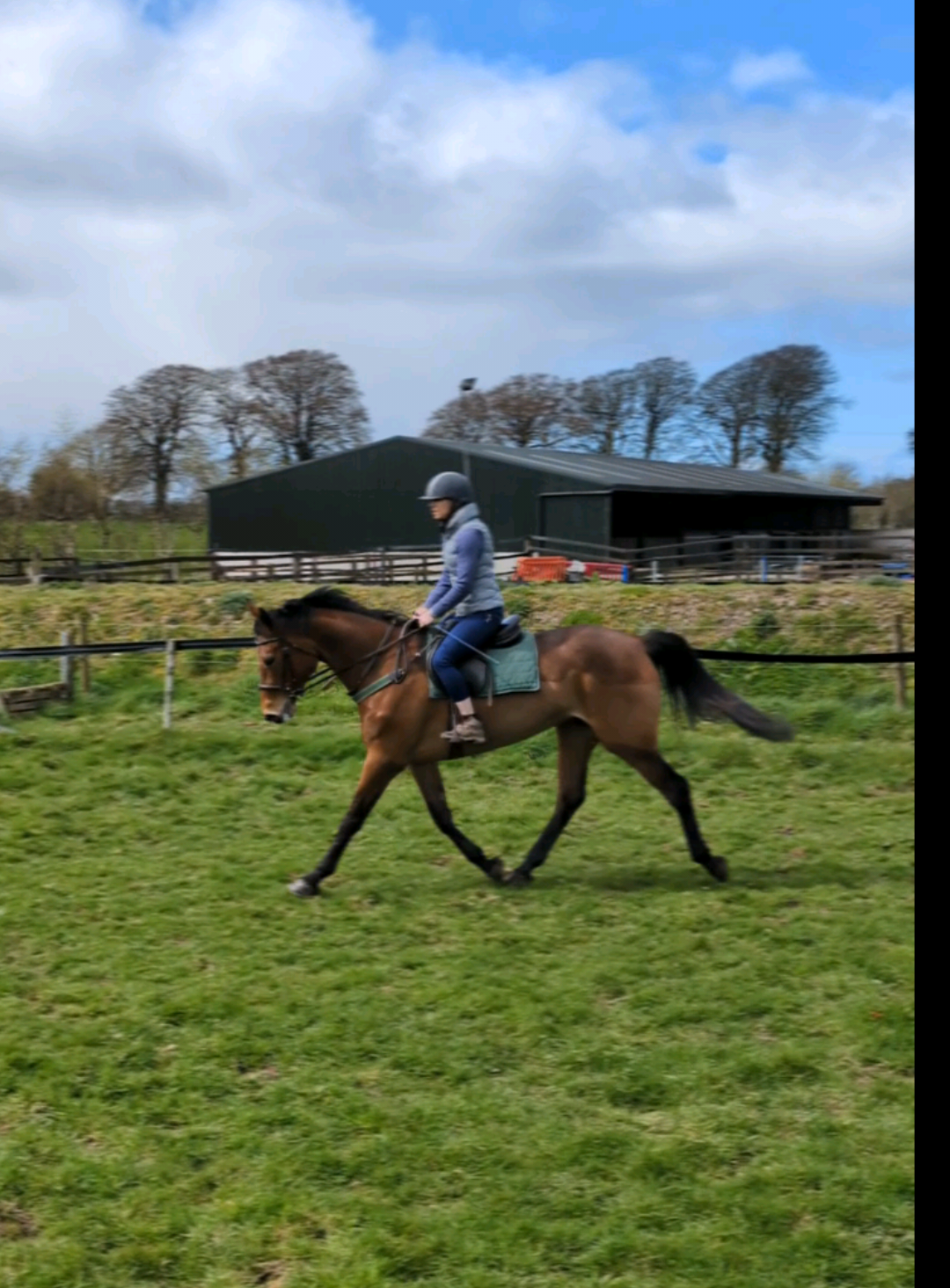 @irishsporthorses