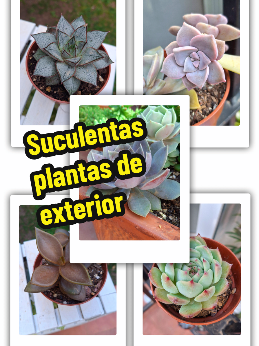 @Succulent_ninja