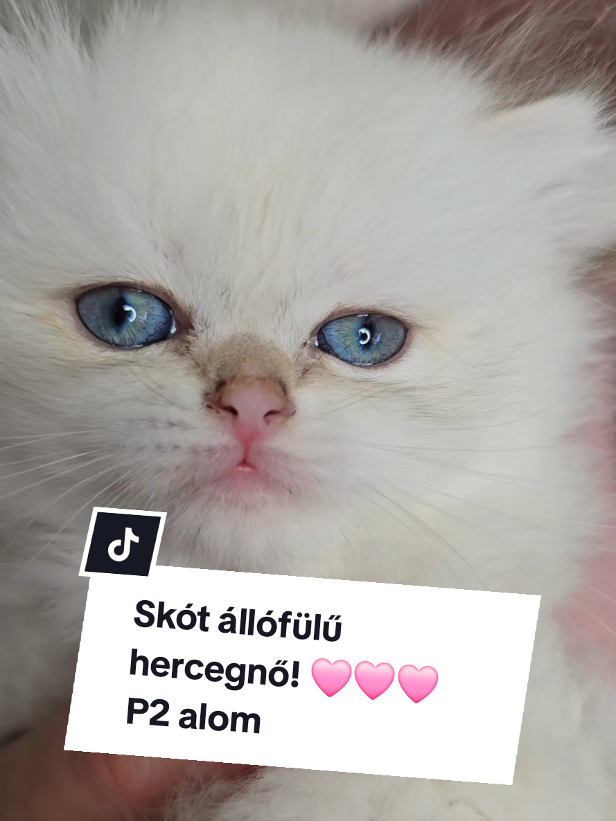 @Blue Sapphire Cats Cattery