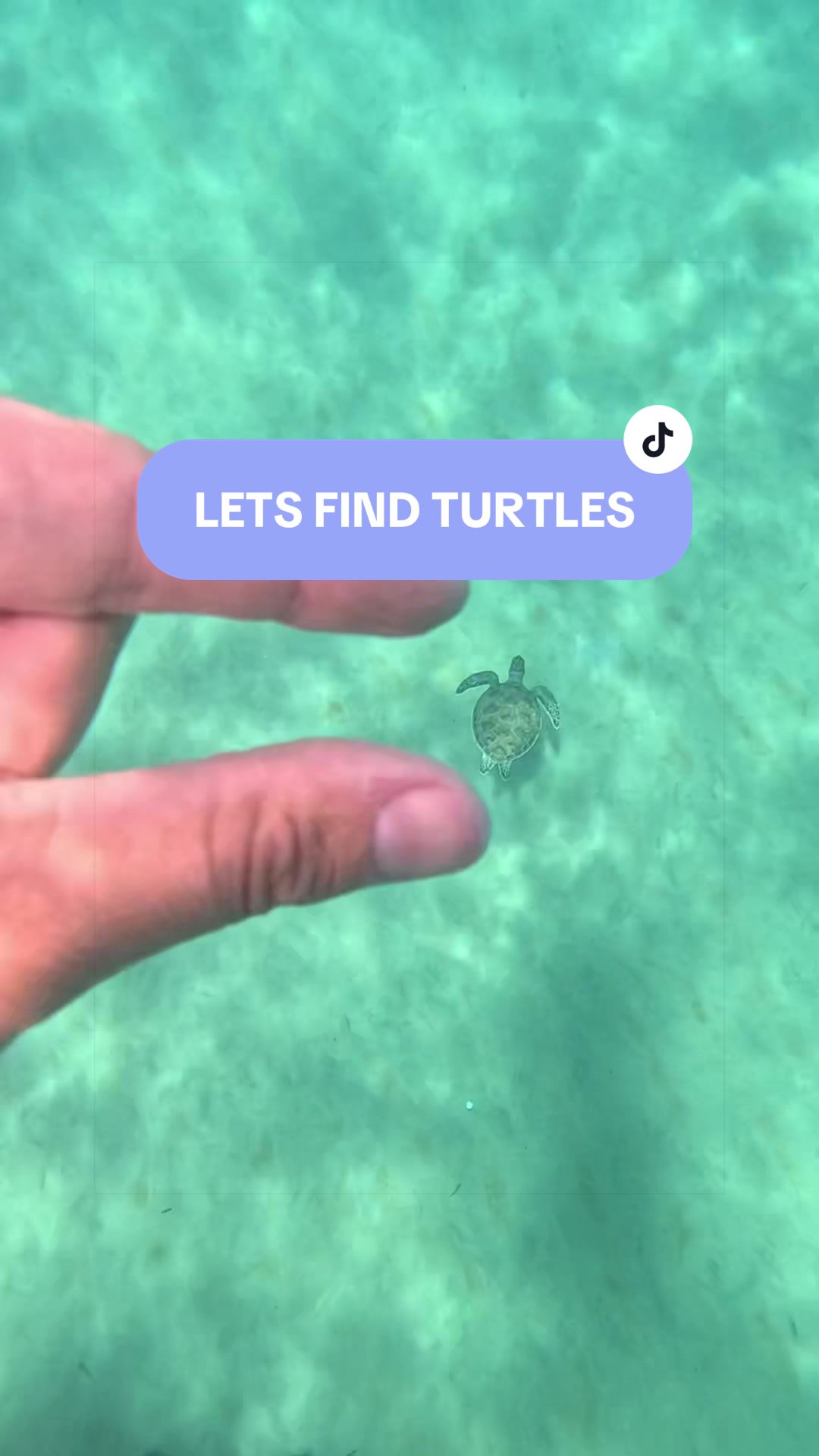 @SCUBA&ensp;DAN&ensp;🦈