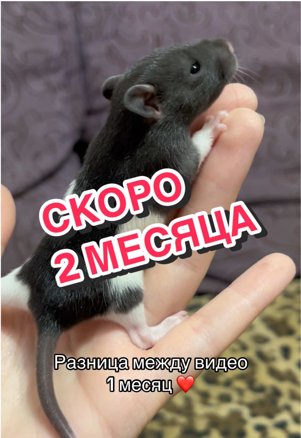 @🦎❤️Геля и питомцы❤️🦎