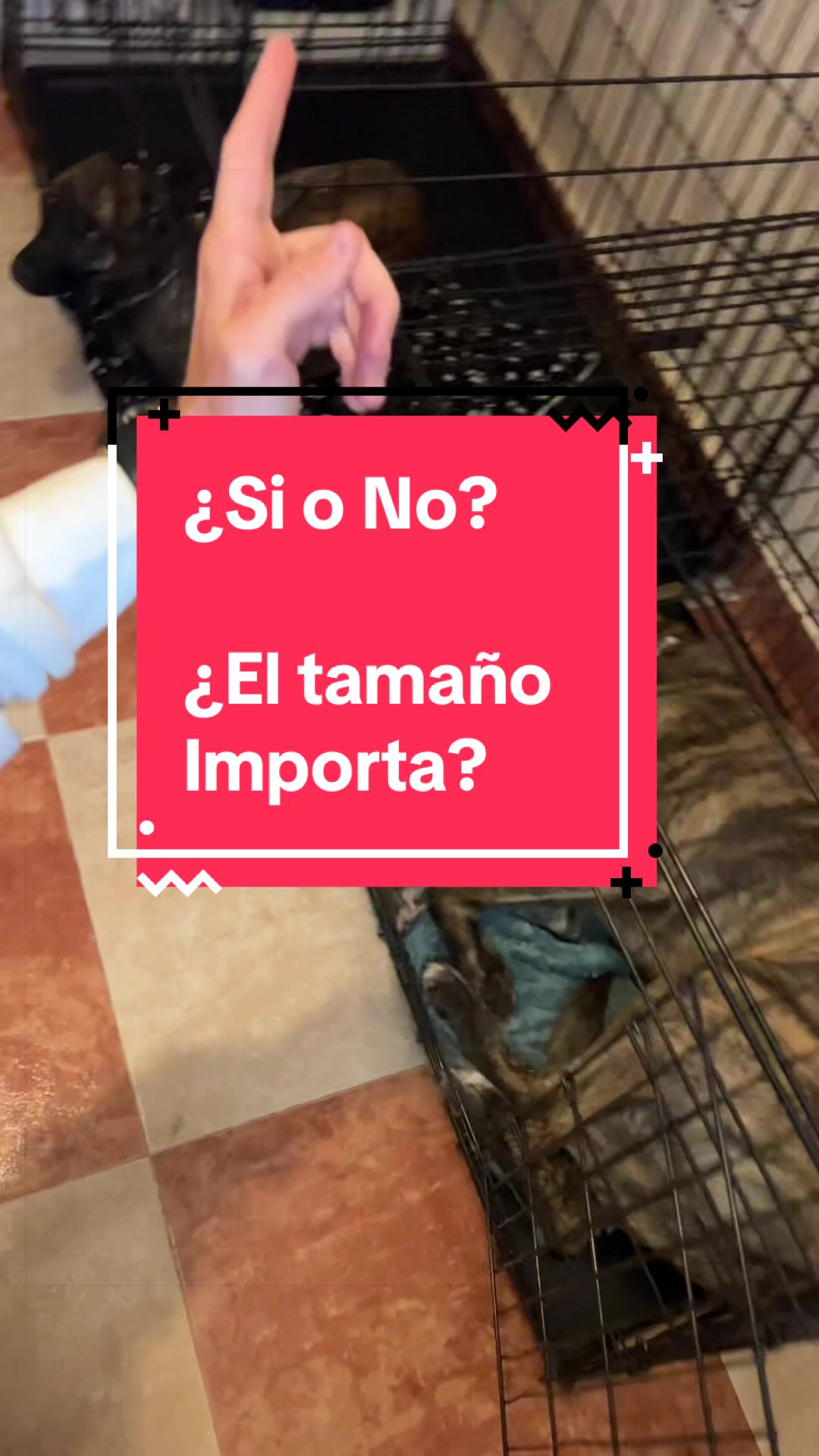 @adican_adiestradorcanino