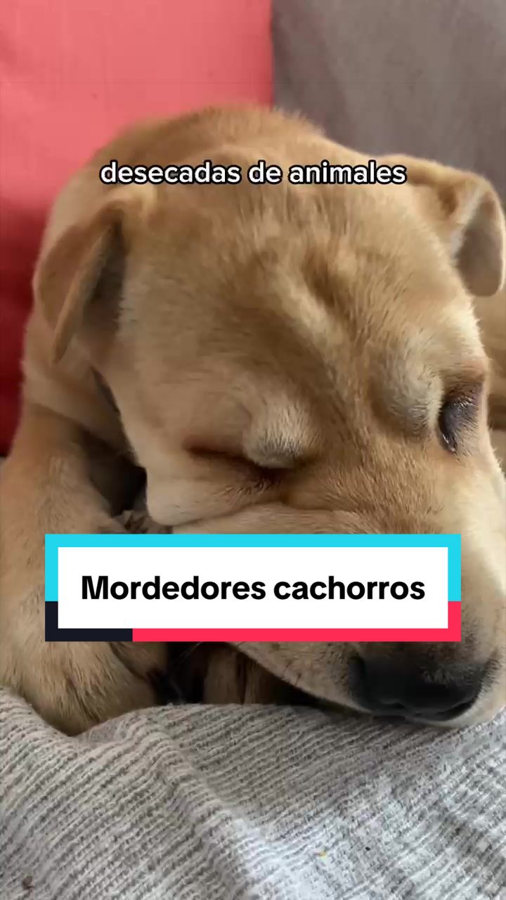 @Miscota &middot; Tienda para mascotas