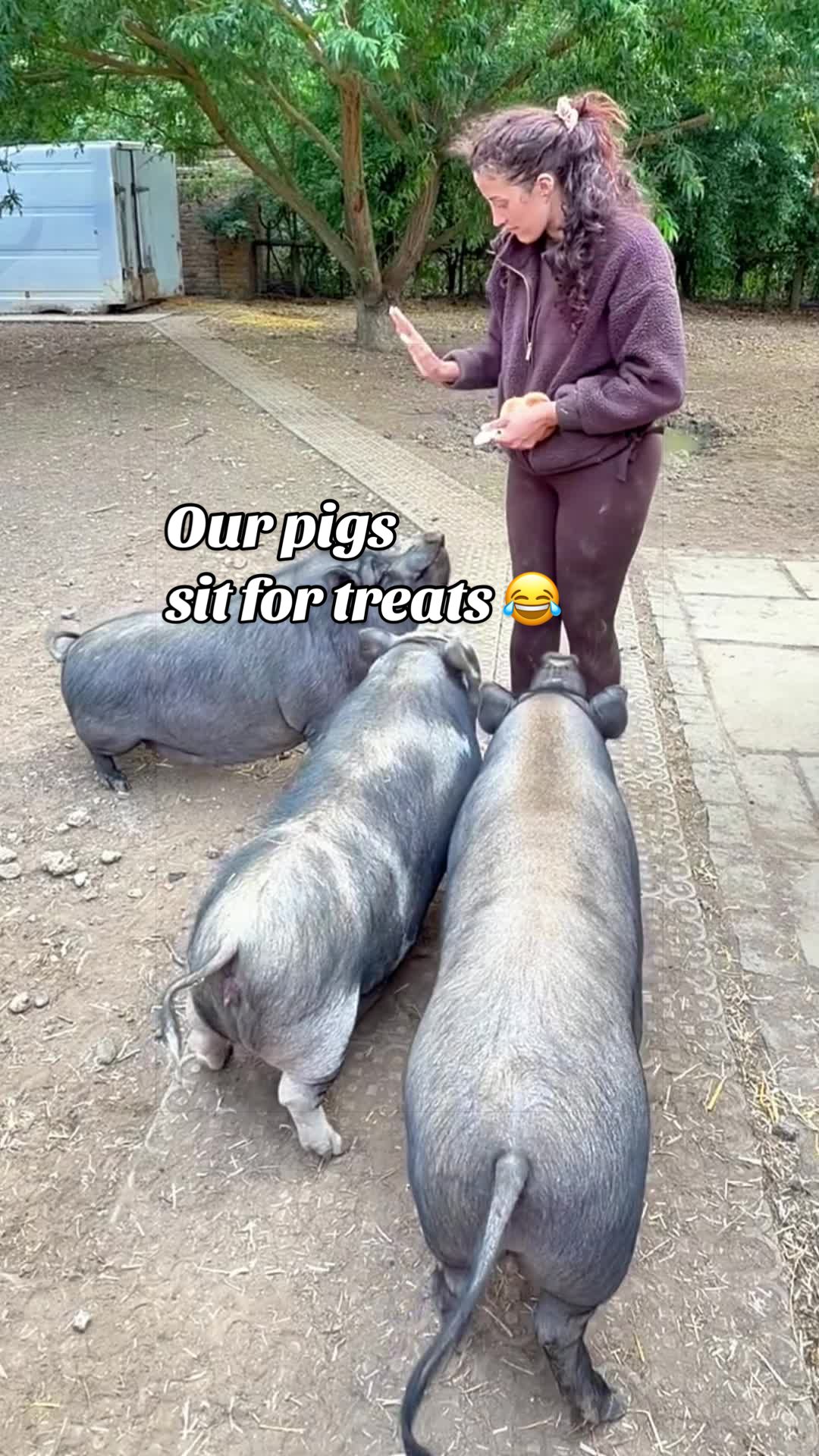 @AhimsaAnimalSanctuaryUK