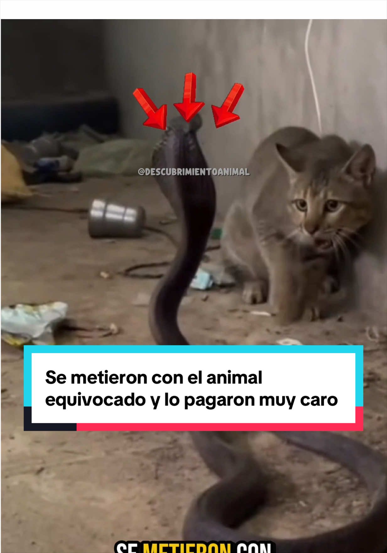 @Descubrimientoanimal