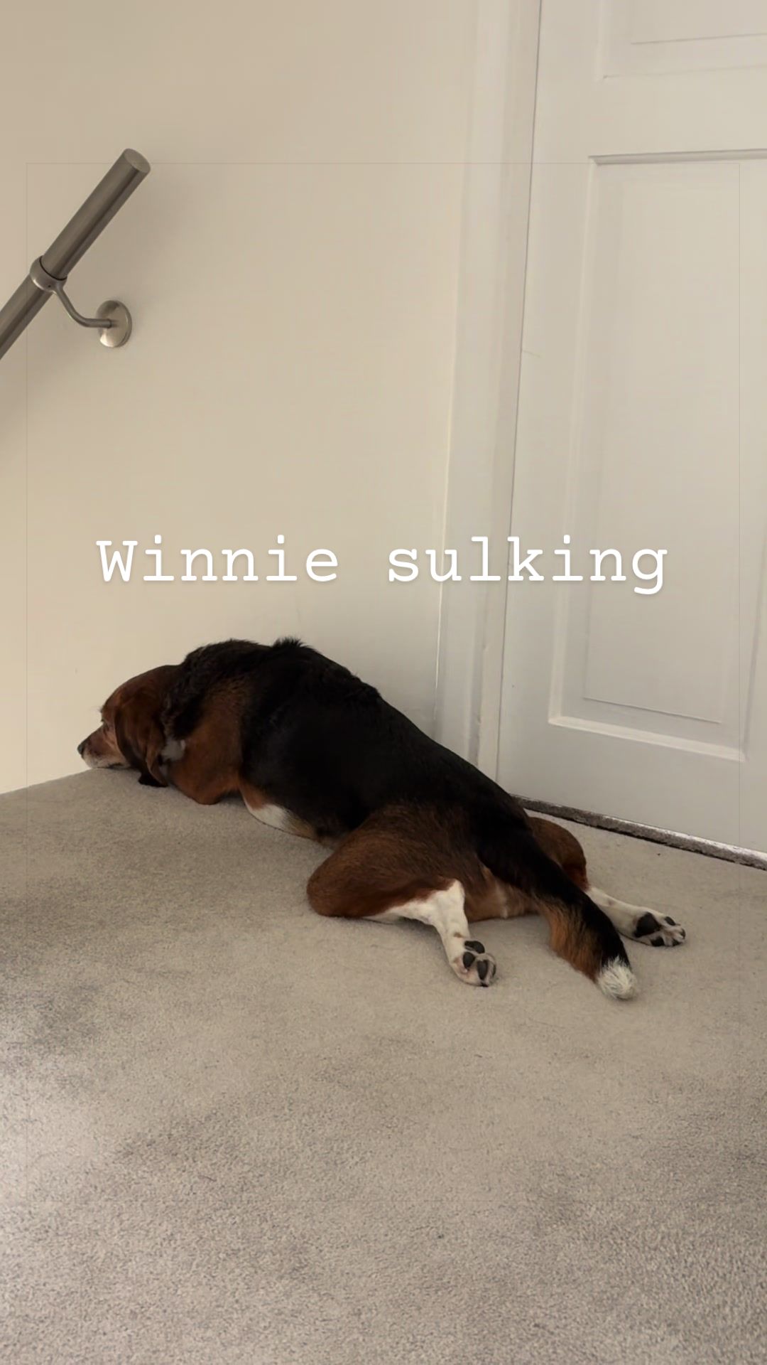 @Winnie the Therapy Dog 🐾✨