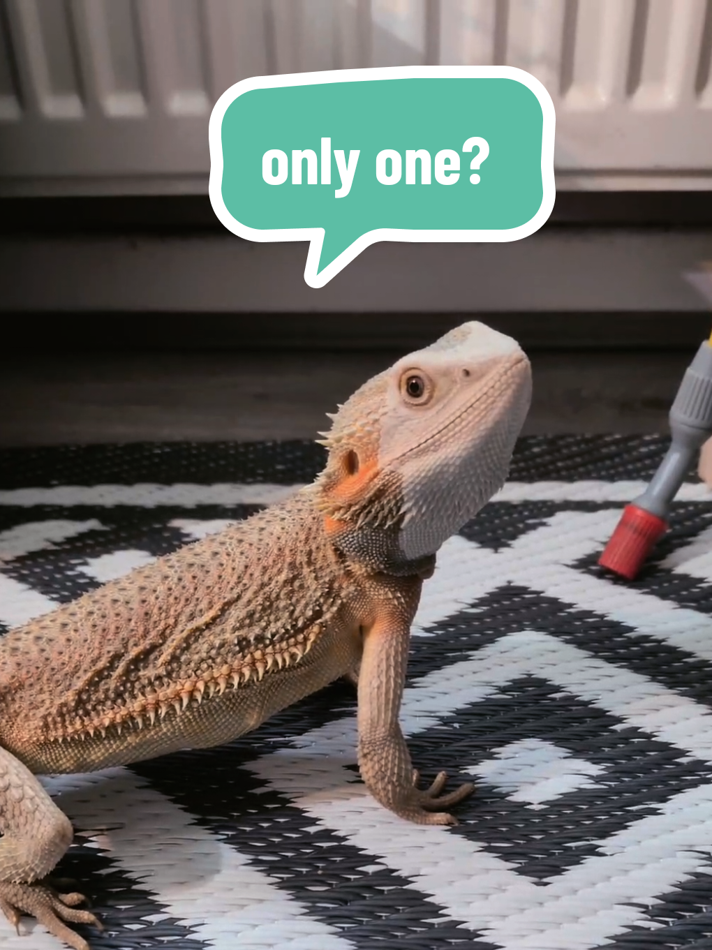 @Pets4people
